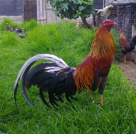 Colors Include Ginger Red, Golden Duckwing, Wheaten and White. . Game roosters for sale 75